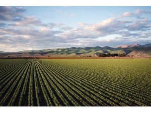 Tarım ilacı kullanımı yüzde 29 arttı, karekod sistemiyle bakanlık tarafından kontrol altına alınacak