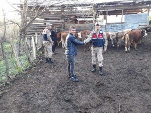 Artvin’de köylünün kaybolan hayvanlarını jandarma buldu