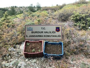 Ormanda kenevir yetiştirip satan cezaevi firarisi yakalandı