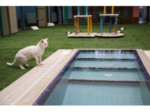 Van kedileri havuzda serinleyecek