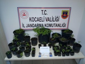 GÜNCELLEME - Fidanlıkta kenevir yetiştiren 6 kişi gözaltına alındı