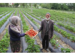 Sason’da yılın ilk çilek hasadı başladı