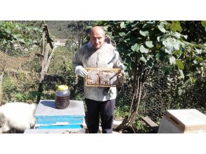 Ordulu arıcılar süt sağımına başladı