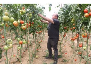 Domates fiyatları uzun aradan sonra üreticisini güldürdü