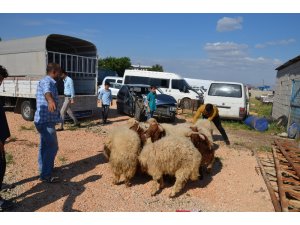 Şanlıurfa’dan kaçak yollarla getirilen 50 koyun ele geçirildi