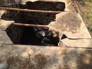 Muğla'da foseptik çukuruna düşen inek kurtarıldı