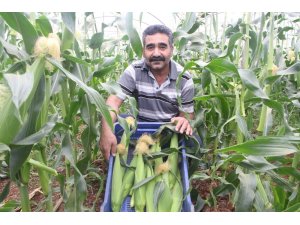 Antalyalı çiftçi serasında ezber bozdu