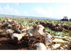 Tüketiciye sarımsak şoku