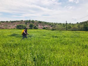 Yağışlardan etkilenen çiftçi sırt pompasıyla ilaçlama yaptı