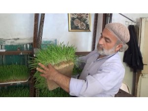 Arazide otlatamadığı hayvanları için topraksız yem üretti