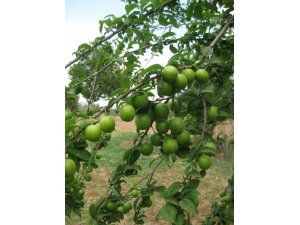 Papaz eriği dalında 7-8 lira