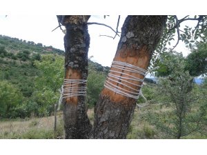 Yabani ağaçlar aşılanarak ekonomiye kazandırılıyor