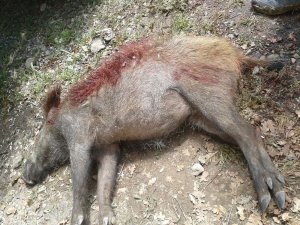 Domuz sürüsü bahçelere, ayı arı kovanlarına zarar verdi