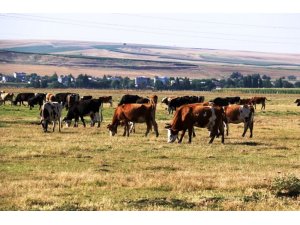 "Türkiye’nin gerçek sahibi ve efendisi, gerçek üretici olan köylüdür"