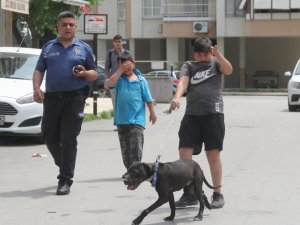 Pitbull’u gezdirme bahanesiyle gasp ettiler