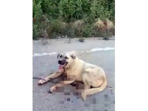 Zincirle bağlanarak sürüklenen köpek kanlar içinde kaldı