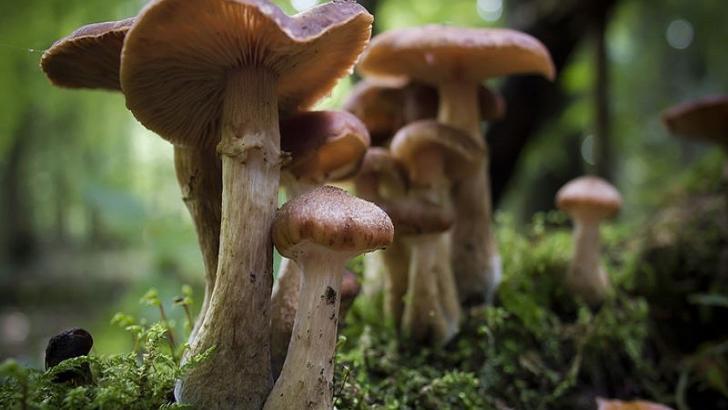 Mantar zehirlenmesi vakalarında Konya önlerde