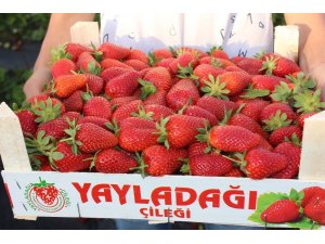 Yayladağı’ndan Rusya’ya çilek ihracatı