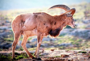 Koyunlar havadan sayılacak