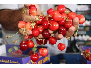 Dünyanın kirazı Manisa’dan