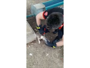 Başı şişeye sıkışan köpeği itfaiye kurtardı