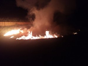 Orman deposu yangınında kozalaklar zarar gördü
