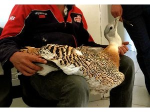 Eskişehir'de yaralı Toy kuşu bulundu