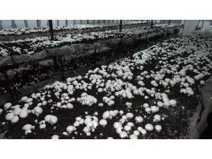 Yılda 220 ton üretip, kilosunu 8 liradan satıyor