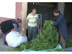 Yaş çay taban fiyatı bugün açıklanıyor