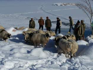 Beyşehir'de koyunculuk projesi