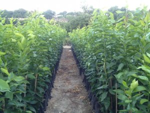 Fidan ihracatı son 8 yılda 40 kat arttı