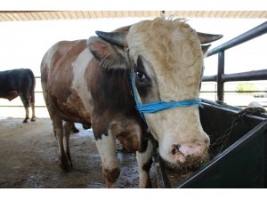 Büyükbaş hayvan sayısı arttı