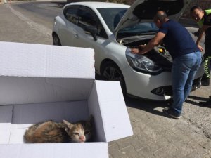 Bodrum’da durdurulan aracın kaputunu açan polisler şok oldu