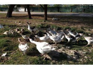 Uşak kazları Kars kazlarına rakip oluyor