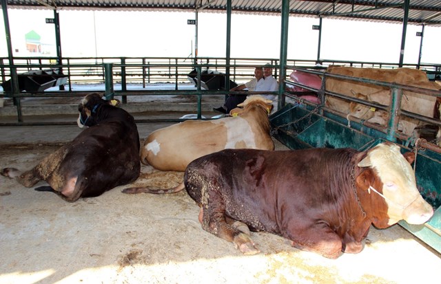 Konya büyükbaş hayvan sayısında birinci