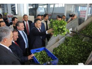 Bakan Pakdemirli Rize’de çay fabrikalarını gezdi