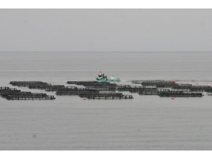 Ordu’da üretilen kültür balıkları Rusya ve Japonya’ya ihraç ediliyor