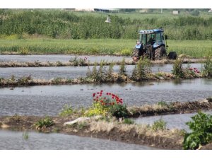 Çeltik su ile buluştu