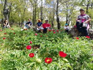 Şakayık doğa tutkunlarını Kazdağları’na çekiyor