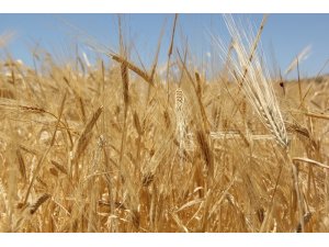 Hasat sezonunun ilk buğdayı GTB’de işlem gördü