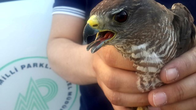 Yaralı atmaca tedavi ediliyor