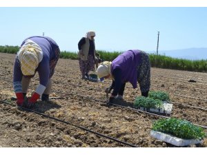 Manisa’da ’Kırmızı Altın’ toprakla buluştu