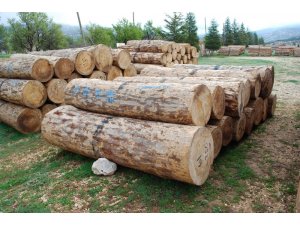 Gölyaka’da bin 556 metreküp orman emvali satıldı