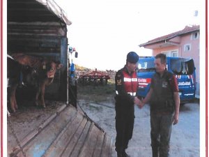 Hayvan hırsızları yakalandı