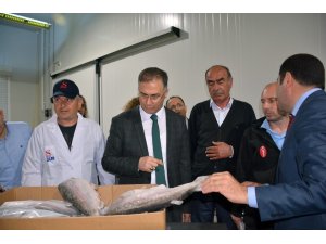 Sinop Valisi Şakalar su ürünleri fabrikalarını gezdi