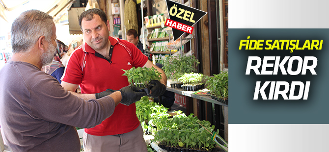 Sebze fide satışı bu sene zirvede