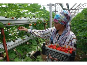 Üniversiteli genç çiftçiligi tercih etti