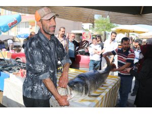 Karasu Nehri'nde 83 kilogram ağırlığında turna balığı yakalandı