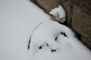 Altınekin eksi 12 dereceyi gördü