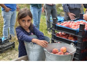 Kuşadası’ndan dünyaya şeftali ihracatı başladı